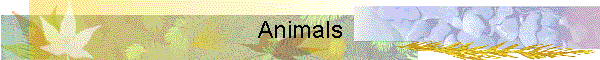 Animals