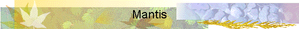 Mantis