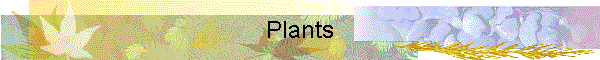 Plants