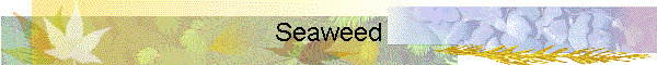 Seaweed