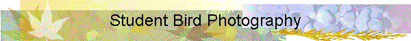 Student Bird Photography