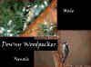 D Woodpecker.jpg (129648 bytes)