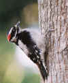 DownyWoodpecker4.JPG (174703 bytes)