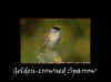 GC Sparrow.jpg (64996 bytes)