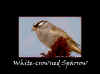 WC Sparrow.jpg (67237 bytes)