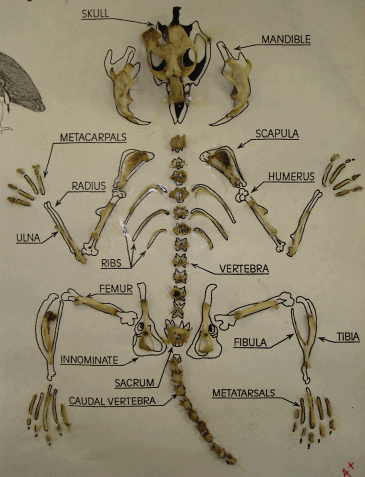 Owl Pellet Skeleton Reconstruction Chart